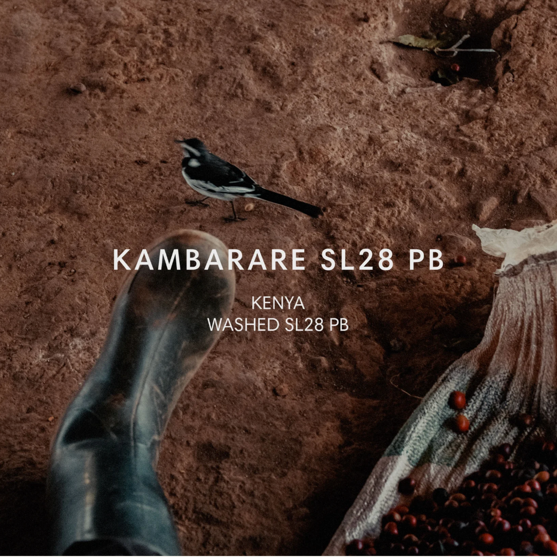 肯尼亚 KAMBARRARE SL28 PB 水洗