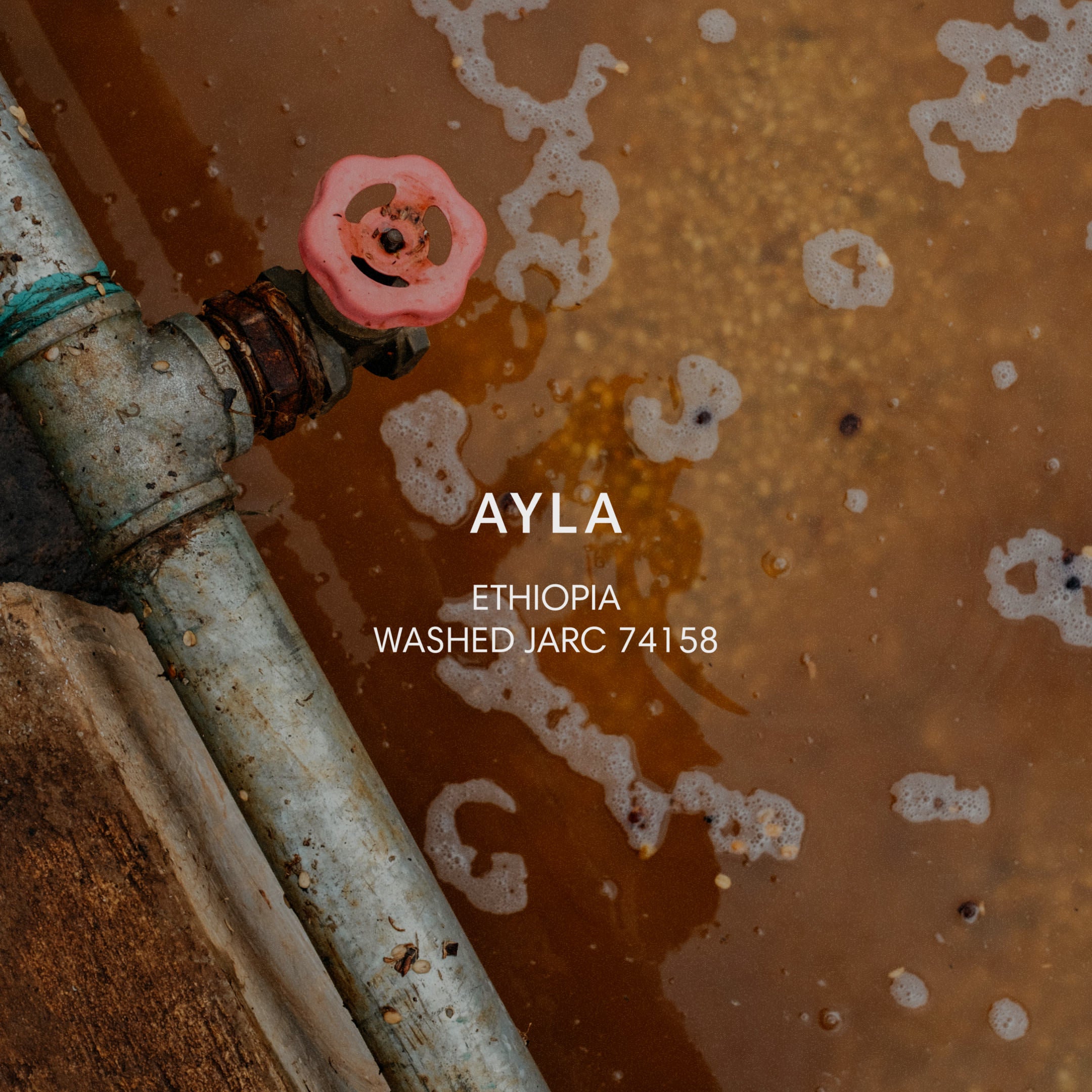 埃塞俄比亚 Ayla 水洗 JARC 74158