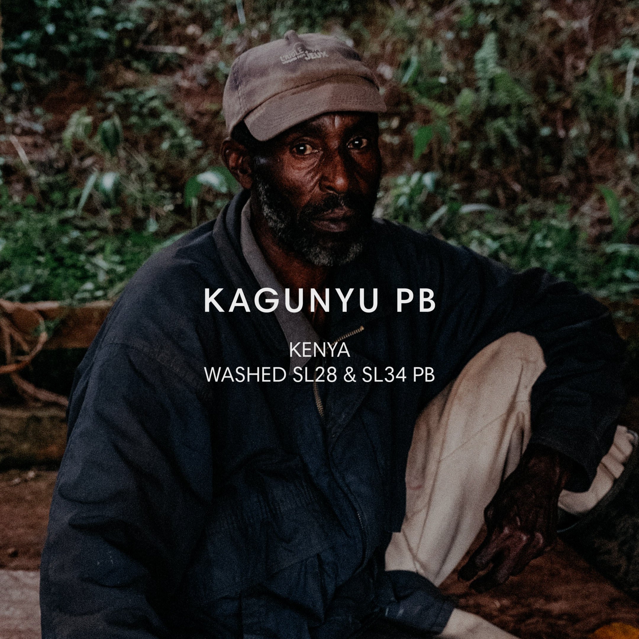 肯尼亚 KAGUNYU SL 28 & 34 PB 水洗