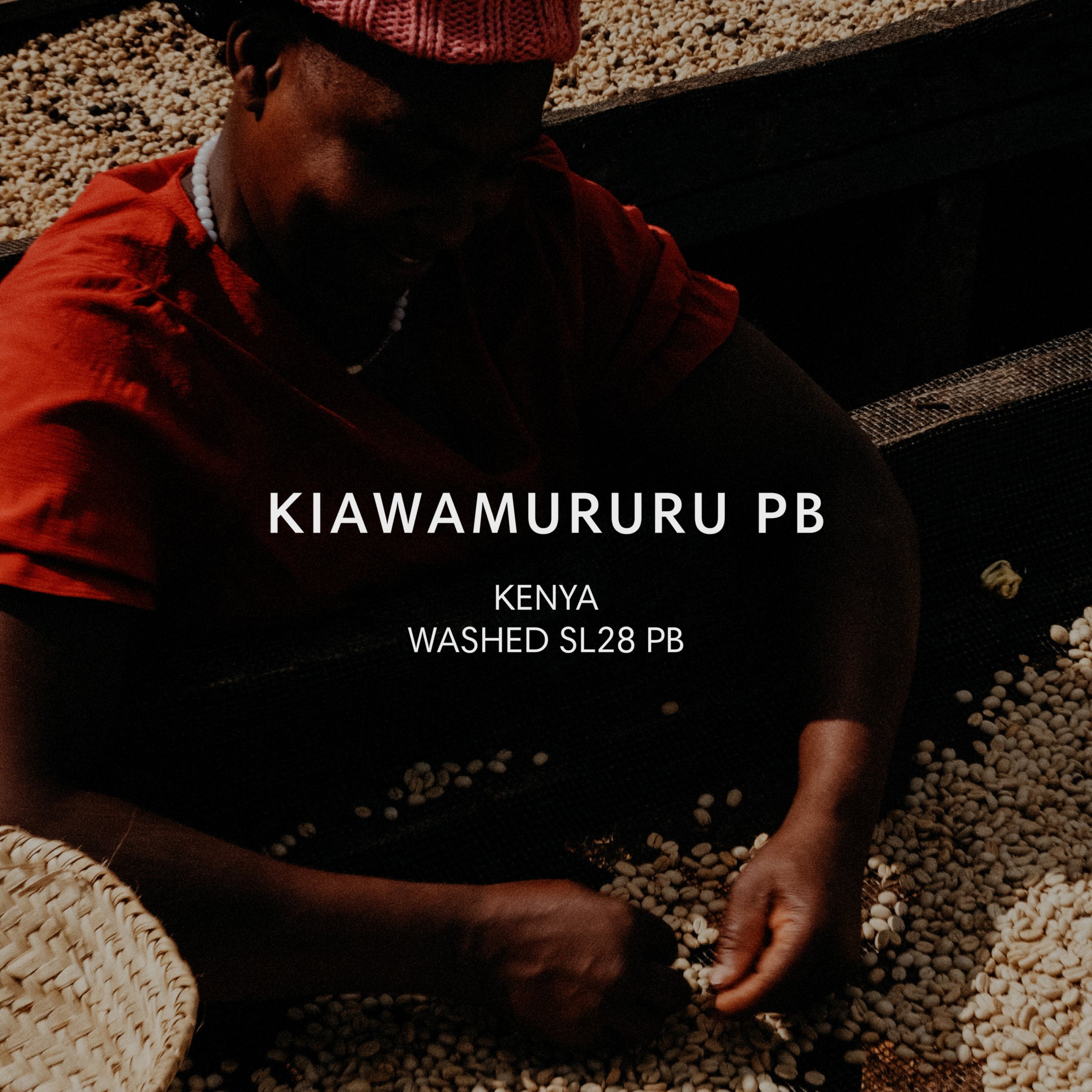 肯尼亚KIAWAMURURU SL28 PB水洗